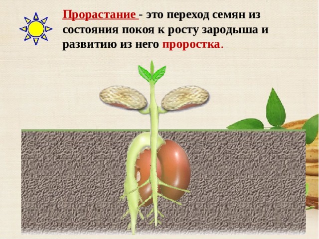 Прорастание - это переход семян из состояния покоя к росту зародыша и развитию из него проростка .