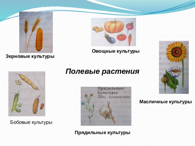 Рисунок схема любого зернового растения 2 класс окружающий мир