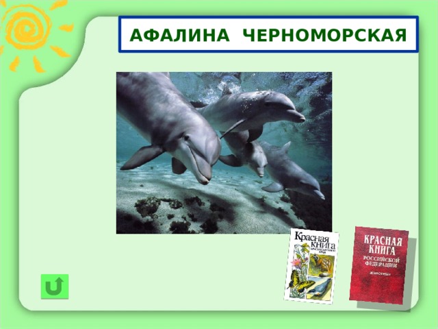 Черноморская афалина красная книга. Дельфин Афалина красная книга. Красная книга России Черноморская Афалина. Черноморская Афалина красная книга Краснодарского края. Афалина красная книга Крыма.