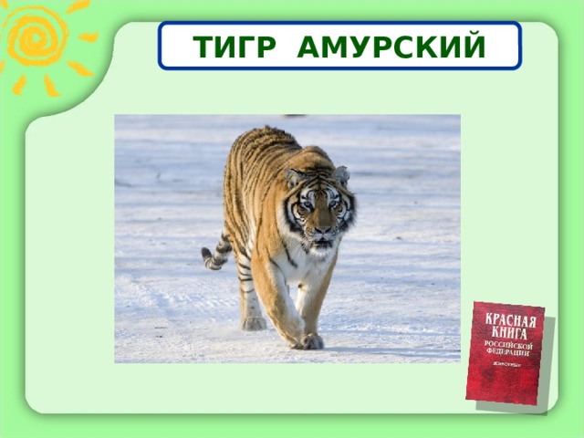 ТИГР АМУРСКИЙ 