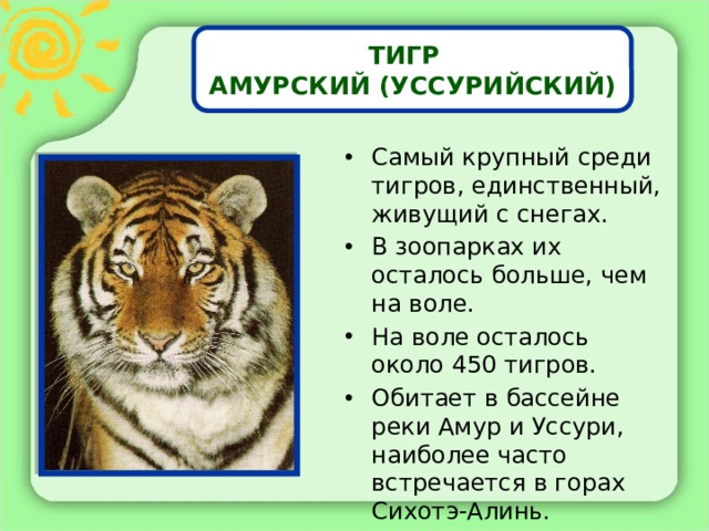 ТИГР АМУРСКИЙ (УССУРИЙСКИЙ) Самый крупный среди тигров, единственный, живущий с снегах. В зоопарках их осталось больше, чем на воле. На воле осталось около 450 тигров. Обитает в бассейне реки Амур и Уссури, наиболее часто встречается в горах Сихотэ-Алинь. 