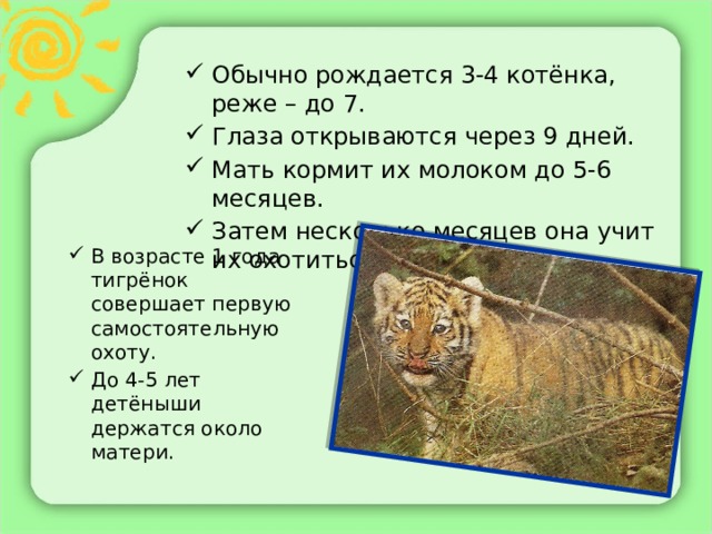 Обычно рождается 3-4 котёнка, реже – до 7. Глаза открываются через 9 дней. Мать кормит их молоком до 5-6 месяцев. Затем несколько месяцев она учит их охотиться. В возрасте 1 года тигрёнок совершает первую самостоятельную охоту. До 4-5 лет детёныши держатся около матери. 