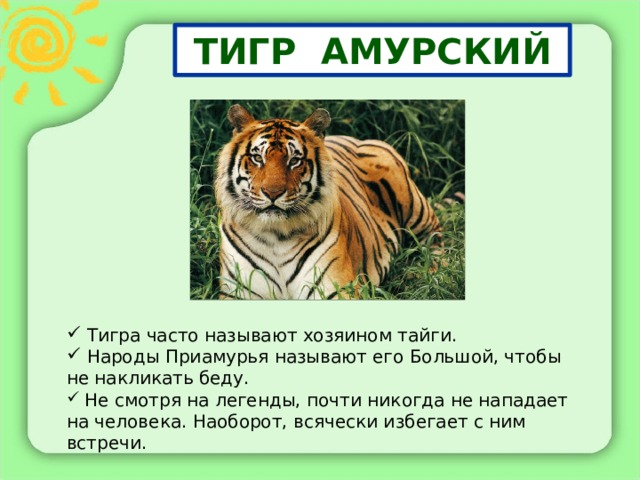 ТИГР АМУРСКИЙ  Тигра часто называют хозяином тайги.  Народы Приамурья называют его Большой, чтобы не накликать беду.  Не смотря на легенды, почти никогда не нападает на человека. Наоборот, всячески избегает с ним встречи. 