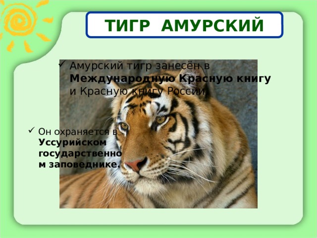 ТИГР АМУРСКИЙ Амурский тигр занесён в Международную Красную книгу и Красную книгу России. Он охраняется в Уссурийском государственном заповеднике. 