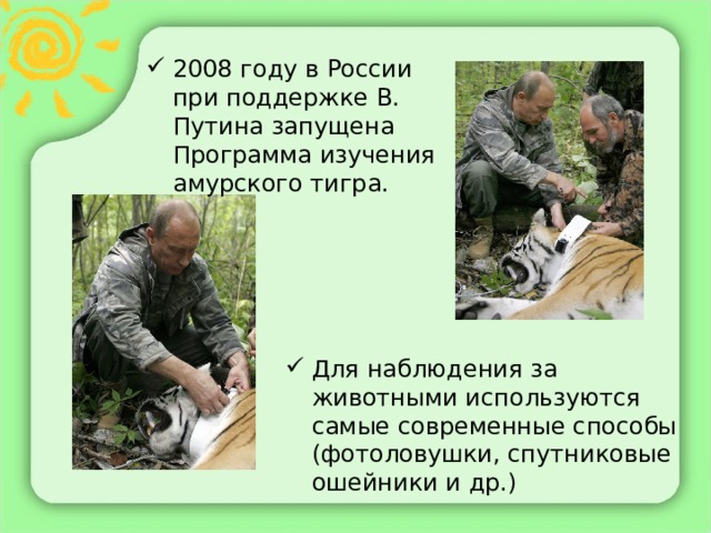 2008 году в России при поддержке В. Путина запущена Программа изучения амурского тигра. Для наблюдения за животными используются самые современные способы (фотоловушки, спутниковые ошейники и др.) 