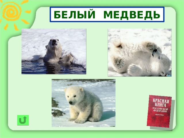 БЕЛЫЙ МЕДВЕДЬ 