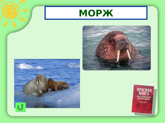 МОРЖ 