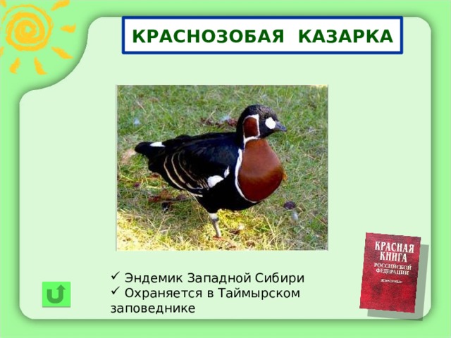 КРАСНОЗОБАЯ КАЗАРКА  Эндемик Западной Сибири  Охраняется в Таймырском заповеднике 