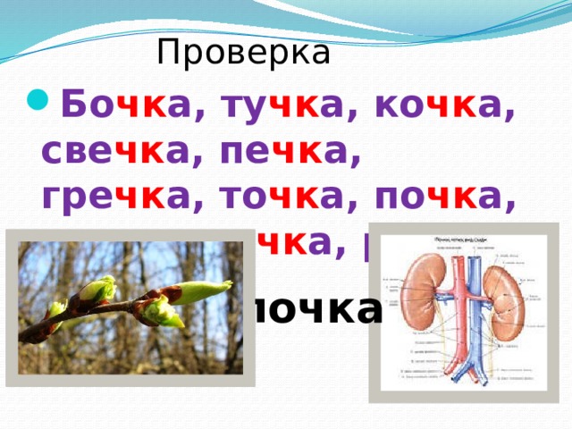 Проверка Бо чк а, ту чк а, ко чк а, све чк а, пе чк а, гре чк а, то чк а, по чк а, но чк а, до чк а, ре чк а. почка 