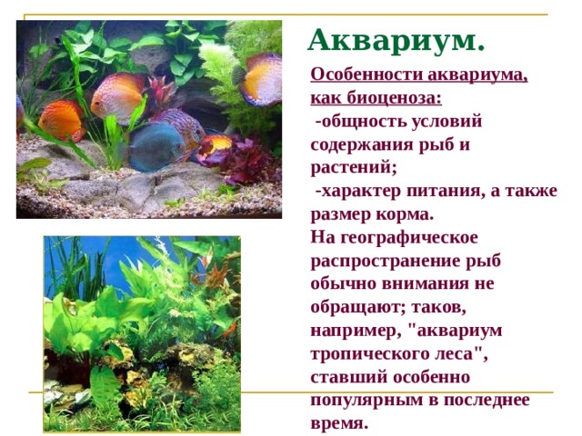 Аквариум. Особенности аквариума, как биоценоза:  -общность условий содержания рыб и растений;  -характер питания, а также размер корма. На географическое распространение рыб обычно внимания не обращают; таков, например, 