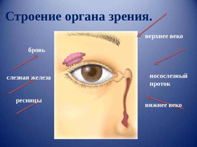 Строение органа зрения. верхнее веко бровь носослезный проток слезная железа ресницы нижнее веко 