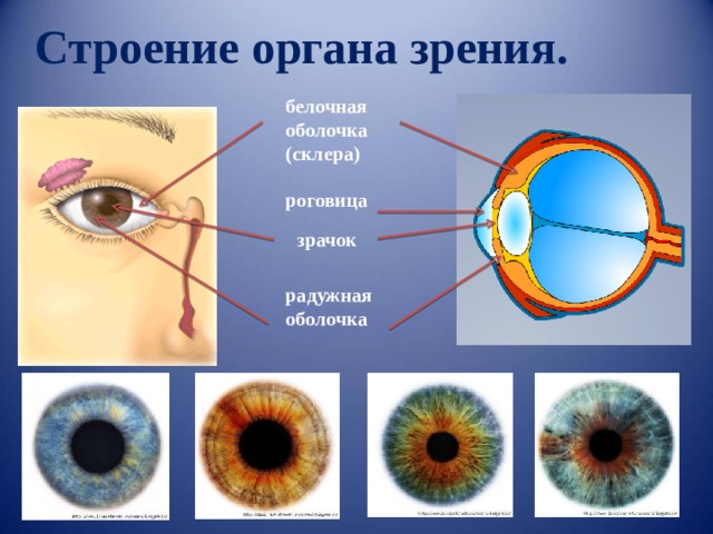 Строение органа зрения. белочная оболочка (склера) роговица зрачок радужная оболочка 