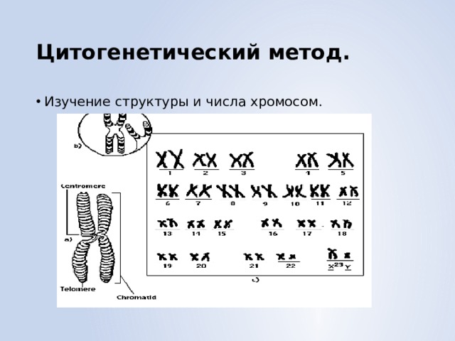 Цитогенетический метод. Изучение структуры и числа хромосом. 
