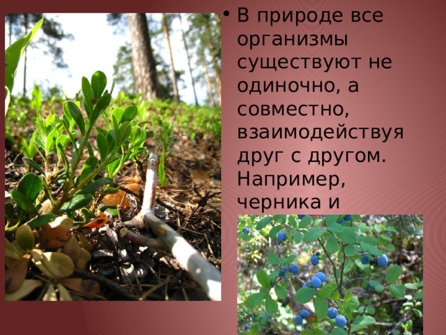В природе все организмы существуют не одиночно, а совместно, взаимодействуя друг с другом. Например, черника и брусника всегда произрастают в хвойном лесу. 
