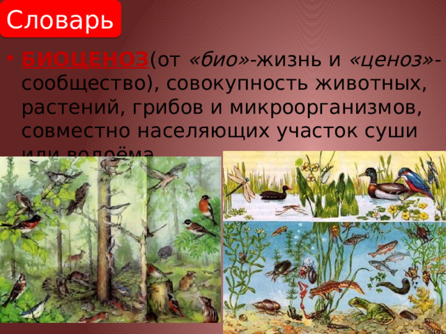 Словарь  БИОЦЕНОЗ (от «био»- жизнь и «ценоз»- сообщество), совокупность животных, растений, грибов и микроорганизмов, совместно населяющих участок суши или водоёма. 