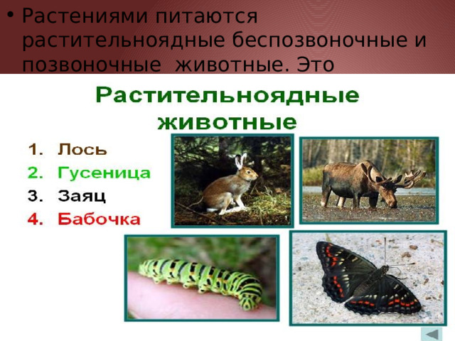Растениями питаются растительноядные беспозвоночные и позвоночные животные. Это первичные гетеротрофы (консументы). 
