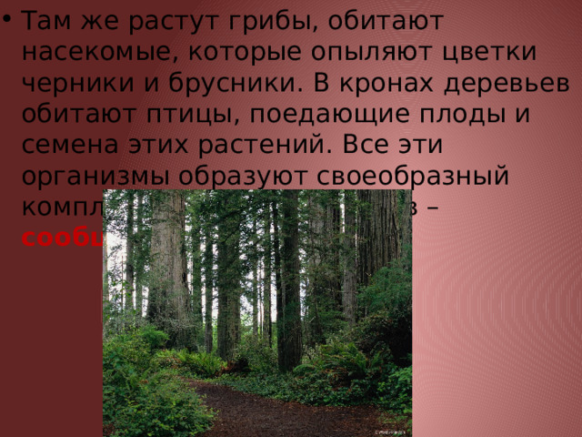 Там же растут грибы, обитают насекомые, которые опыляют цветки черники и брусники. В кронах деревьев обитают птицы, поедающие плоды и семена этих растений. Все эти организмы образуют своеобразный комплекс живых организмов – сообщество. 