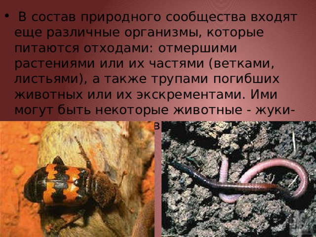  В состав природного сообщества входят еще различные организмы, которые питаются отходами: отмершими растениями или их частями (ветками, листьями), а также трупами погибших животных или их экскрементами. Ими могут быть некоторые животные - жуки-могильщики, дождевые черви. 