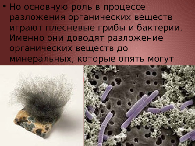 Но основную роль в процессе разложения органических веществ играют плесневые грибы и бактерии. Именно они доводят разложение органических веществ до минеральных, которые опять могут быть использованы растениями. Их называют редуцентами. 