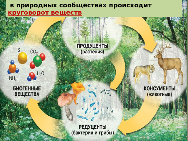  в природных сообществах происходит круговорот веществ 