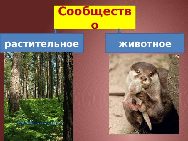 Сообщество растительное животное 