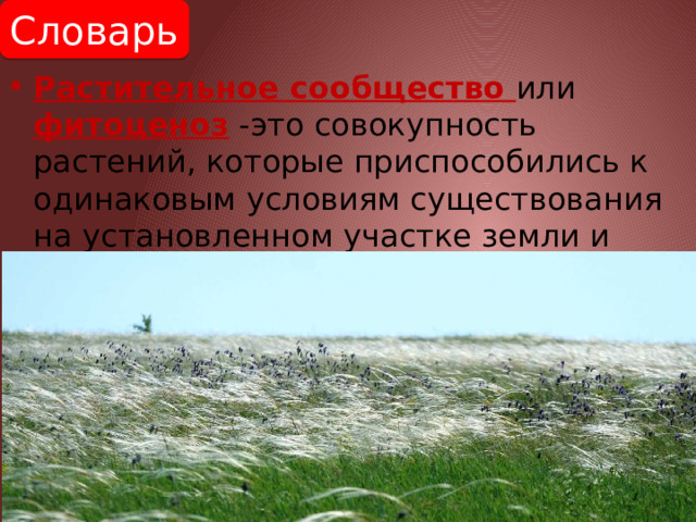 Словарь Растительное сообщество или фитоценоз -это совокупность растений, которые приспособились к одинаковым условиям существования на установленном участке земли и связаны взаимным воздействием друг на друга. 