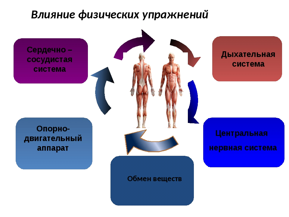 Влияет ли положительно. Влияние физических упражнений. Влияние физических нагрузок на организм человека. Воздействие физических упражнений на организм. Влияние физических упражнений на системы организма человека.