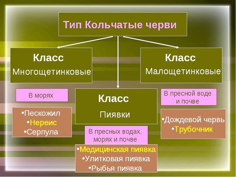 Черви кратко. Тип кольчатые черви класс представители таблица. Схема классификации типа кольчатые черви. Тип кольчатые черви систематика. Систематика кольчатых червей.