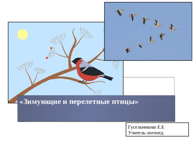 «Зимующие и перелетные птицы»    Гусельникова Е.Е Учитель-логопед 