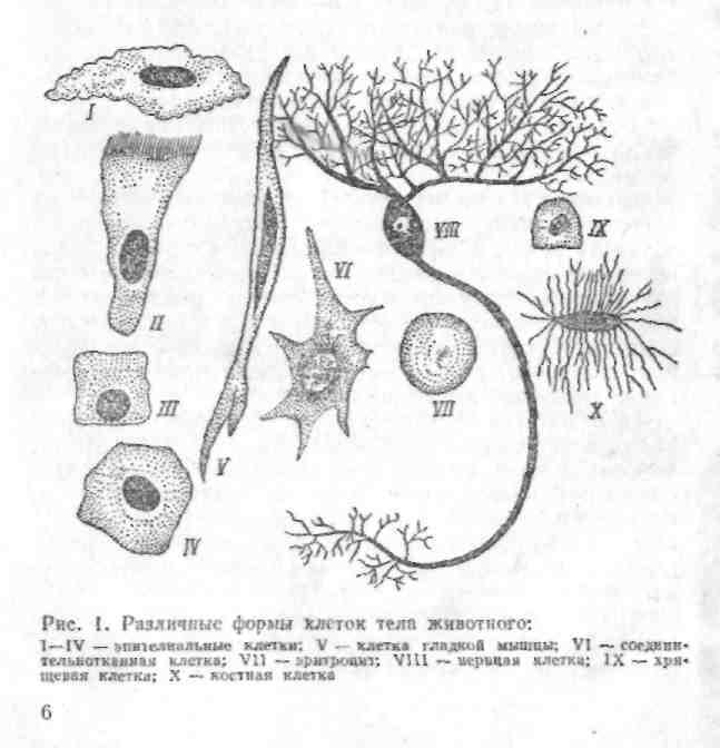 Клетке тела животного. Различные типы клеток. Формы клеток. Различные формы клеток организмов. Форма клеток тела животных.