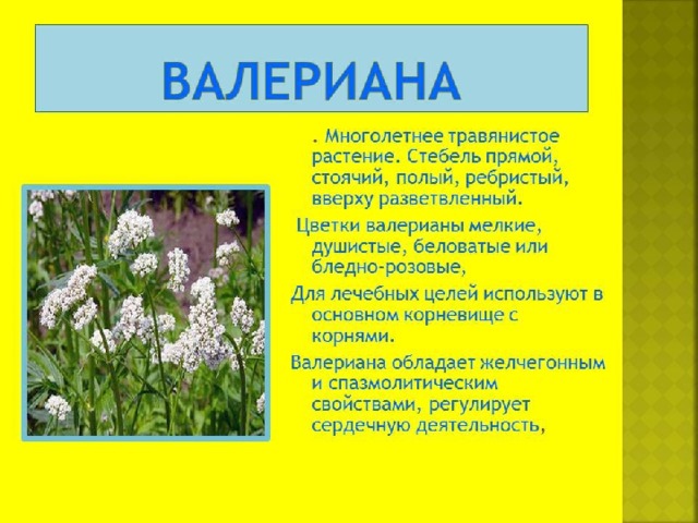 Проект по валерьяне 4 класс