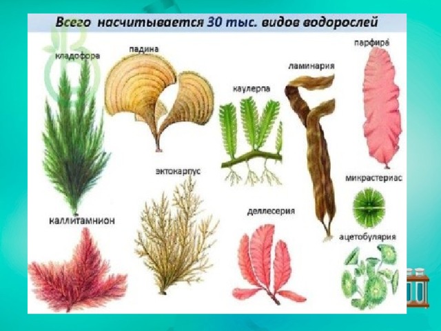 Разнообразие водорослей 6 класс