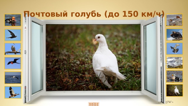 Почтовый голубь (до 150 км/ч) Вымершая птица  