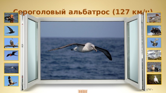 Сероголовый альбатрос (127 км/ч) 