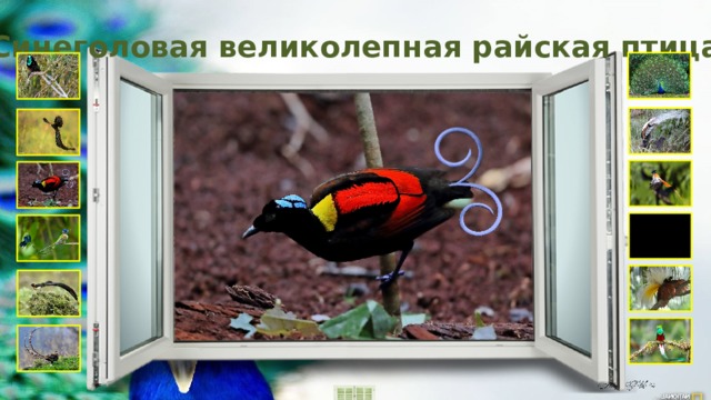 Синеголовая великолепная райская птица 