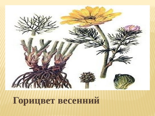 Раннецветущие растения окружающий мир 2 класс