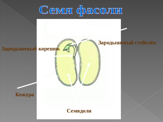 Составьте схему строения семени фасоли семенная кожура зародыш 2 семядоли корешок стебелек почечка