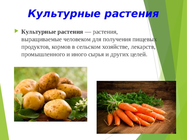 Культурные растения Культурные растения  — растения, выращиваемые человеком для получения пищевых продуктов, кормов в сельском хозяйстве, лекарств, промышленного и иного сырья и других целей. 