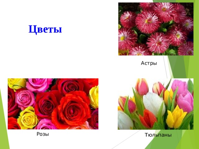 Цветы Астры Розы Тюльпаны 