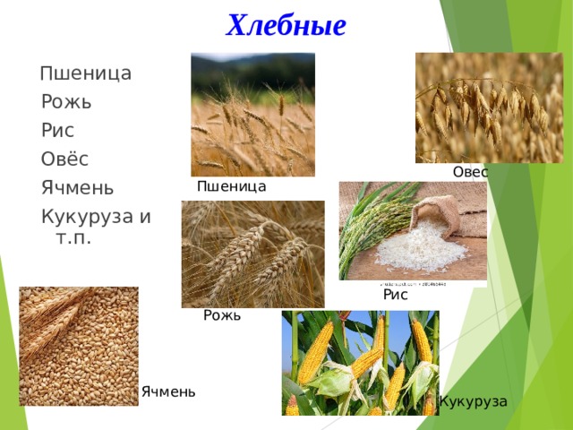 Хлебные  Пшеница  Рожь   Рис   Овёс   Ячмень   Кукуруза и т.п. Овес Пшеница Рис Рожь Ячмень Кукуруза 