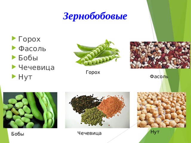 Зернобобовые Горох Фасоль Бобы Чечевица Нут Горох Фасоль Нут Чечевица Бобы 
