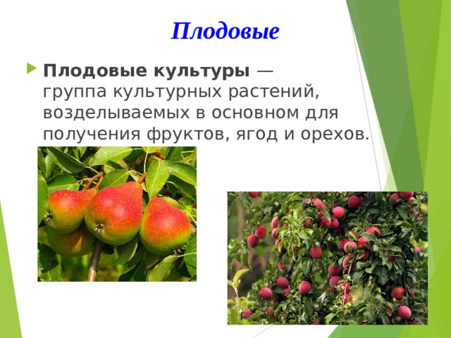 Плодовые Плодовые культуры  — группа культурных растений, возделываемых в основном для получения фруктов, ягод и орехов. 