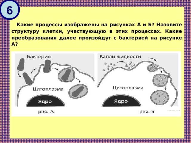 Как называется процесс изображенный на рисунке. Какой процес изоображон на рисунки. Какой процесс изображён на рисунке. Назовите структуру изображенную на рисунке. Назовите процессы изображенные на рисунке.