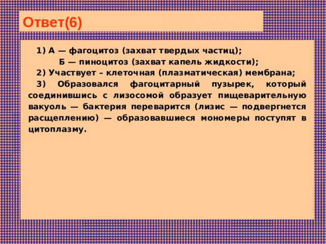 Ответ(6)  1) А — фагоцитоз (захват твердых частиц);  Б — пиноцитоз (захват капель жидкости); 2) Участвует – клеточная (плазматическая) мембрана; 3) Образовался фагоцитарный пузырек, который соединившись с лизосомой образует пищеварительную вакуоль — бактерия переварится (лизис — подвергнется расщеплению) — образовавшиеся мономеры поступят в цитоплазму. 