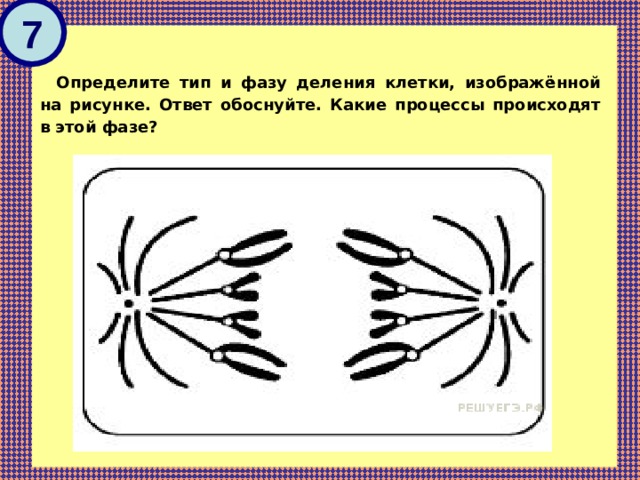 На рисунке изображена фаза деления клетки. Определите Тип и фазу деления клетки. Определите Тип и фазу деления клетки изображенной. Определите способ и фазу деления клетки. Определите фазу деления клетки.