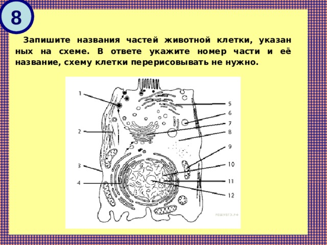 8 Запишите на­зва­ния ча­стей жи­вот­ной клетки, ука­зан­ных на схеме. В от­ве­те ука­жи­те номер части и её название, схему клет­ки пе­ре­ри­со­вы­вать не нужно. 