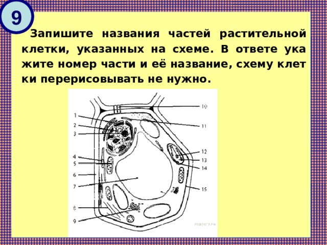 9 Запишите на­зва­ния ча­стей рас­ти­тель­ной клетки, ука­зан­ных на схеме. В от­ве­те ука­жи­те номер части и её название, схему клет­ки пе­ре­ри­со­вы­вать не нужно. 