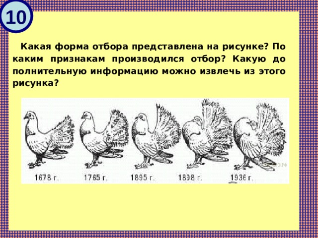 Какая форма отбора представлена на рисунке по каким признакам производился отбор 1678 1765