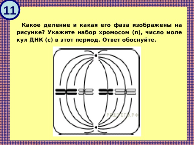 Назовите тип и фазу деления изображенных на рисунках клеток ответ обоснуйте