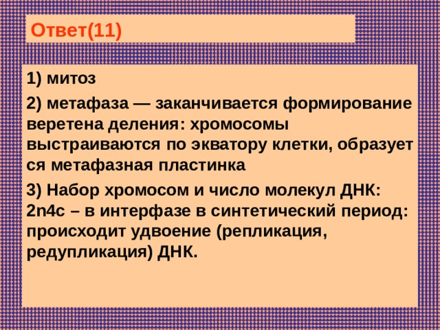 Ответ(11) 1) митоз 2) ме­та­фа­за — за­кан­чи­ва­ет­ся формирование ве­ре­те­на деления: хро­мо­со­мы выстраиваются по эк­ва­то­ру клетки, об­ра­зу­ет­ся метафазная пластинка 3) Набор хро­мо­сом и число мо­ле­кул ДНК: 2n4c – в ин­тер­фа­зе в син­те­ти­че­ский период: про­ис­хо­дит удвоение (репликация, редупликация) ДНК.  